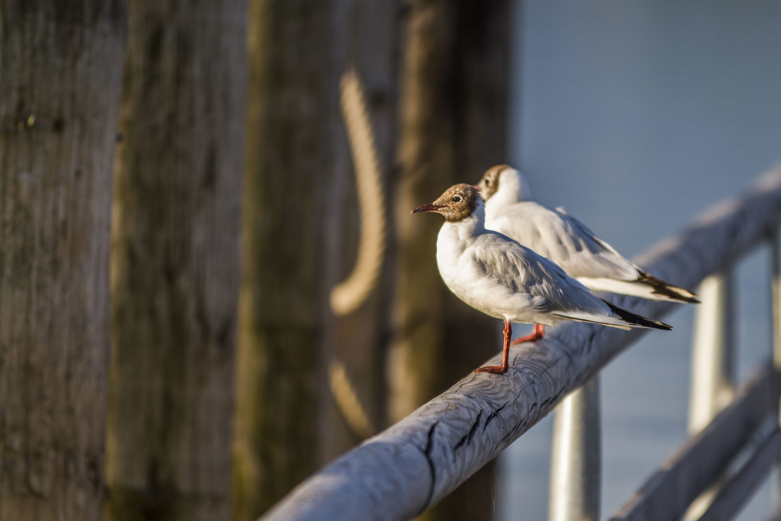 Naturfotografie im Chiemgau